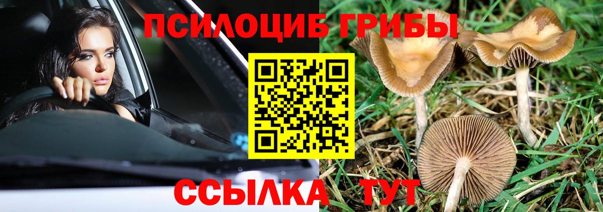 Тара  Псилоцибиновые грибы мицелий  Вход с VPN 